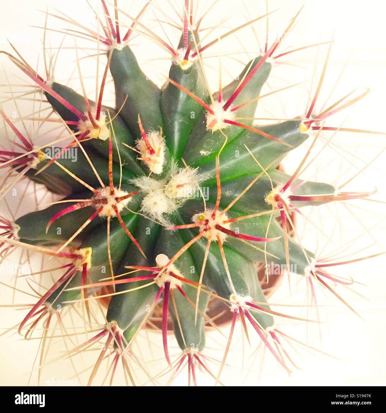 Cactus houseplant Foto Stock