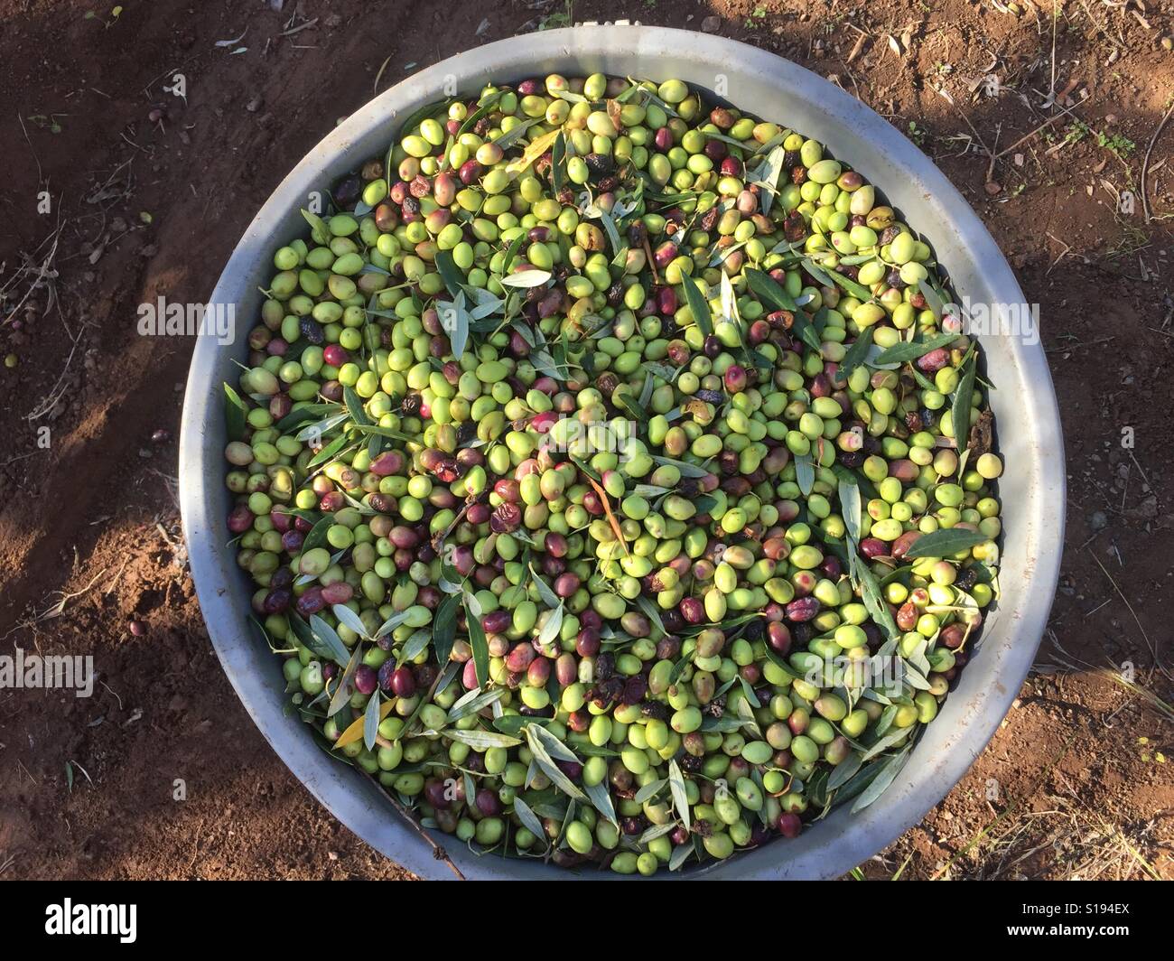 Un barile di olive Foto Stock