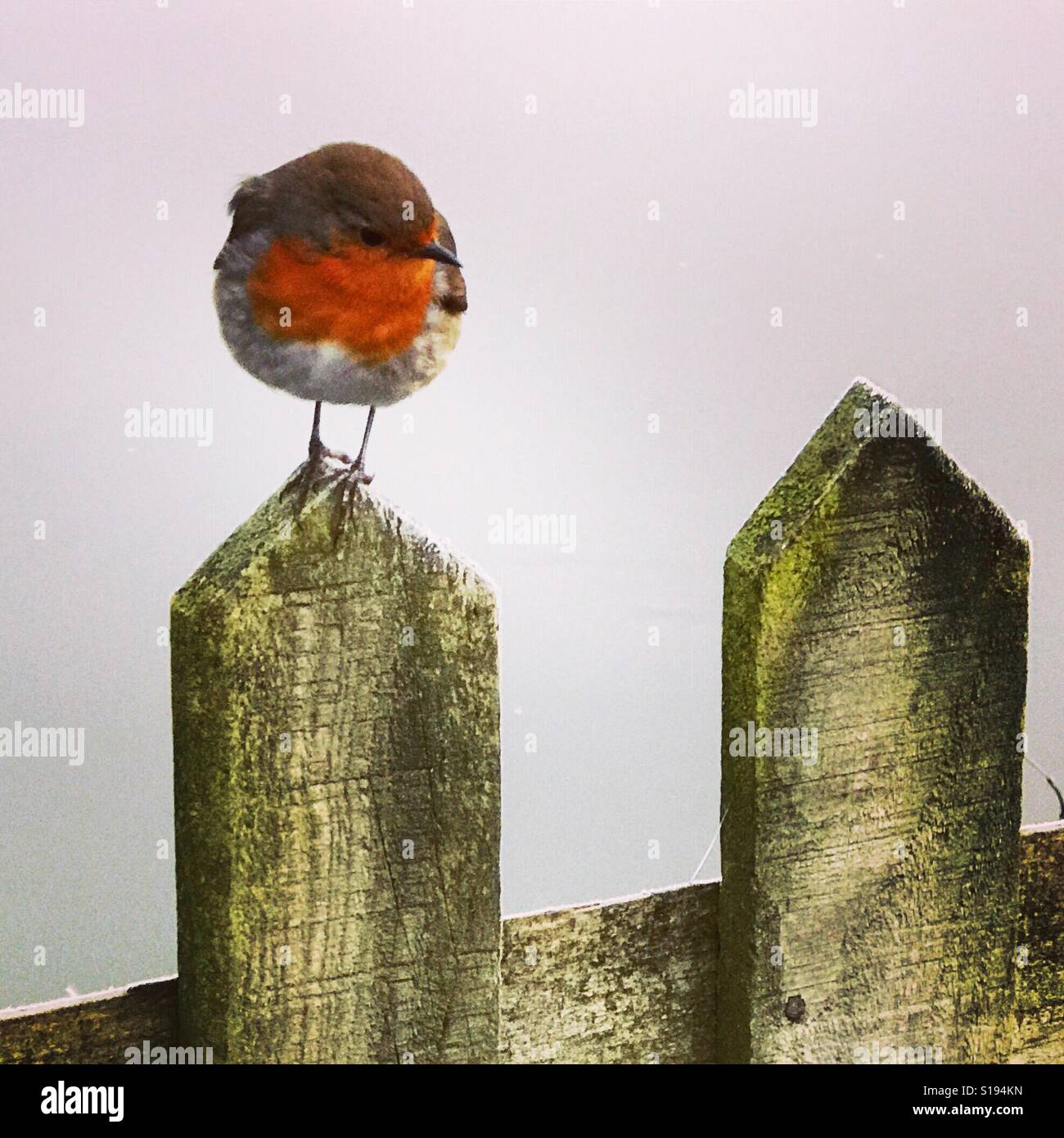 Un robin arroccato su un recinto dal fiume Wey a Godalming, Surrey. - Immagine stock catturata con smartphone