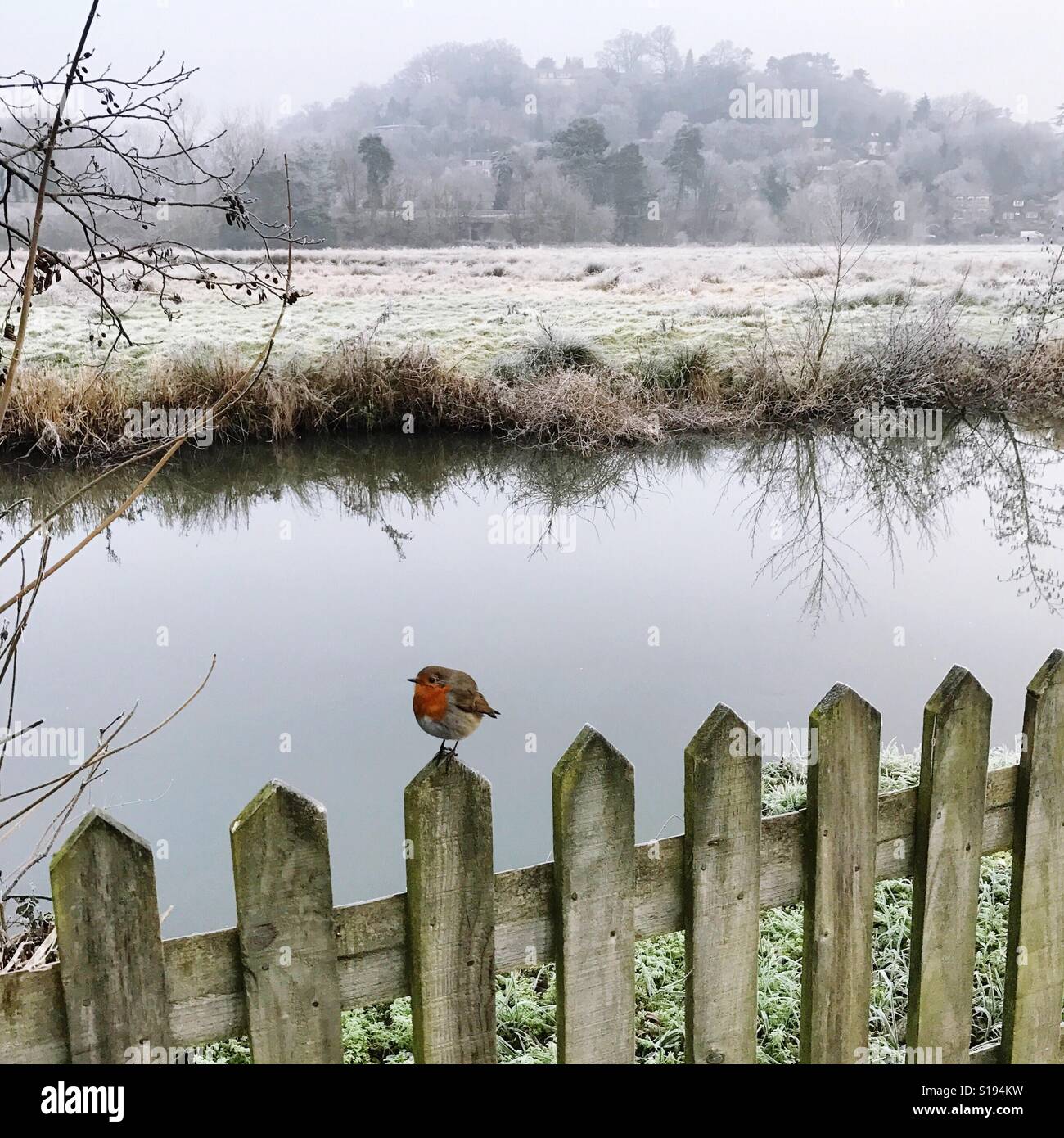 Un robin arroccato su un recinto dal fiume Wey a Godalming, Surrey. - Immagine stock catturata con smartphone
