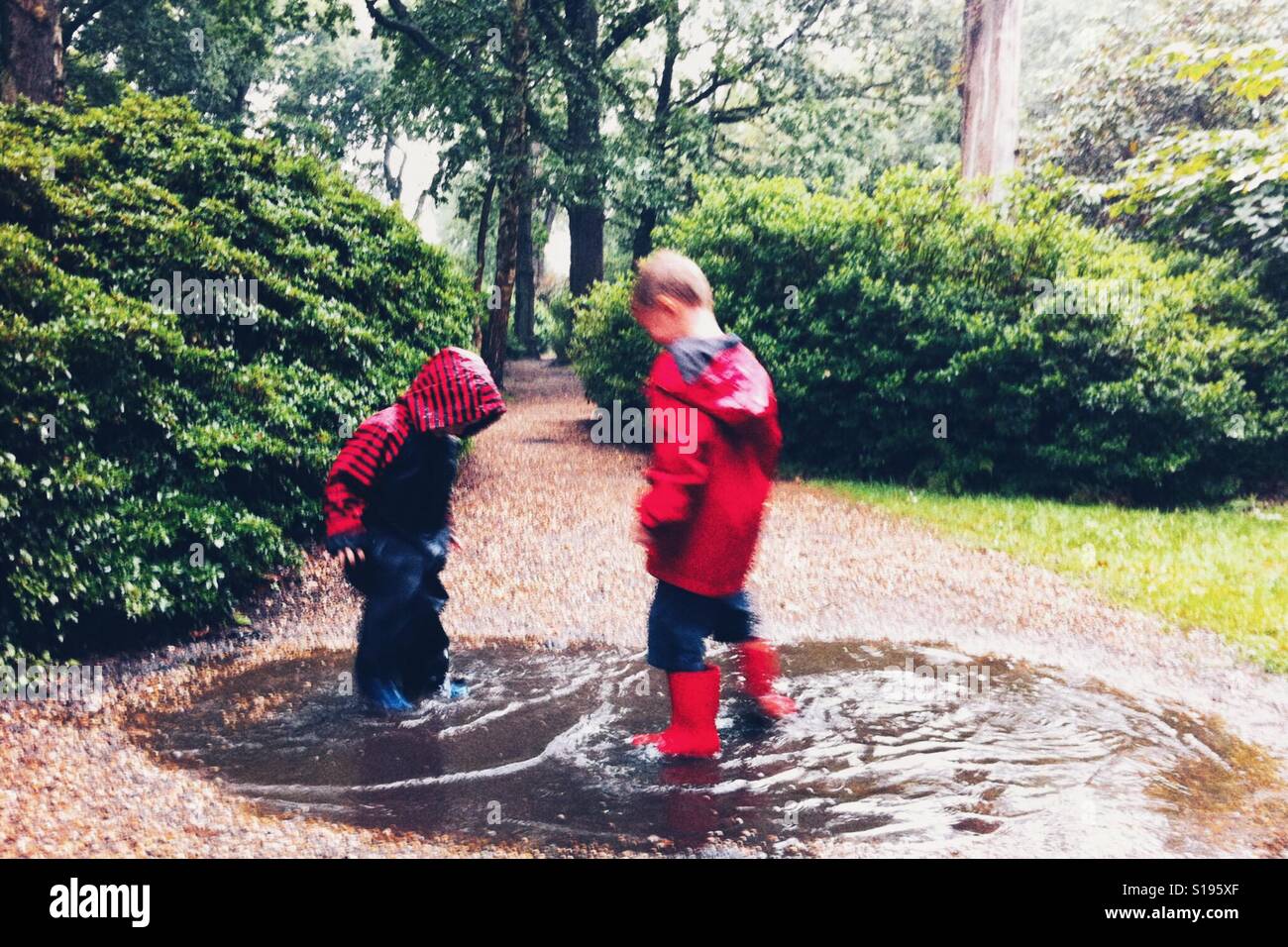 Due ragazzi piccoli schizzi nelle pozzanghere a Isabella Plantation in Richmond Park, Surrey, Regno Unito Foto Stock