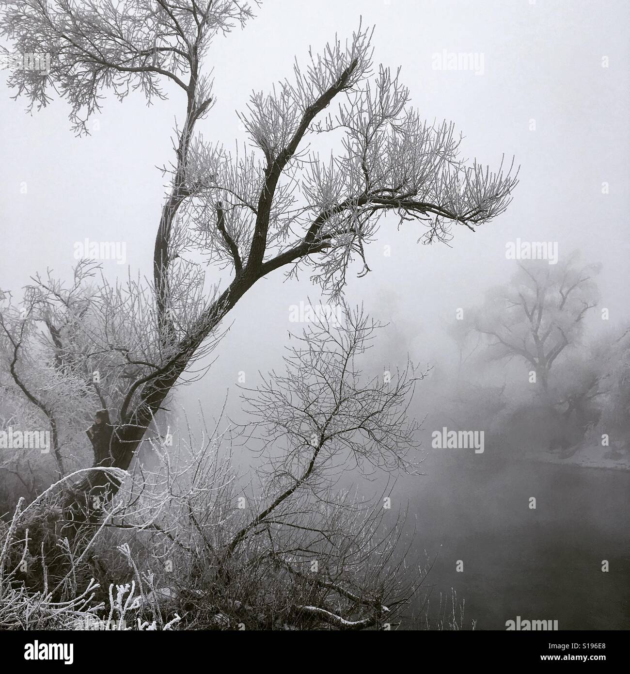 Rottura albero congelato sul fiume Foto Stock