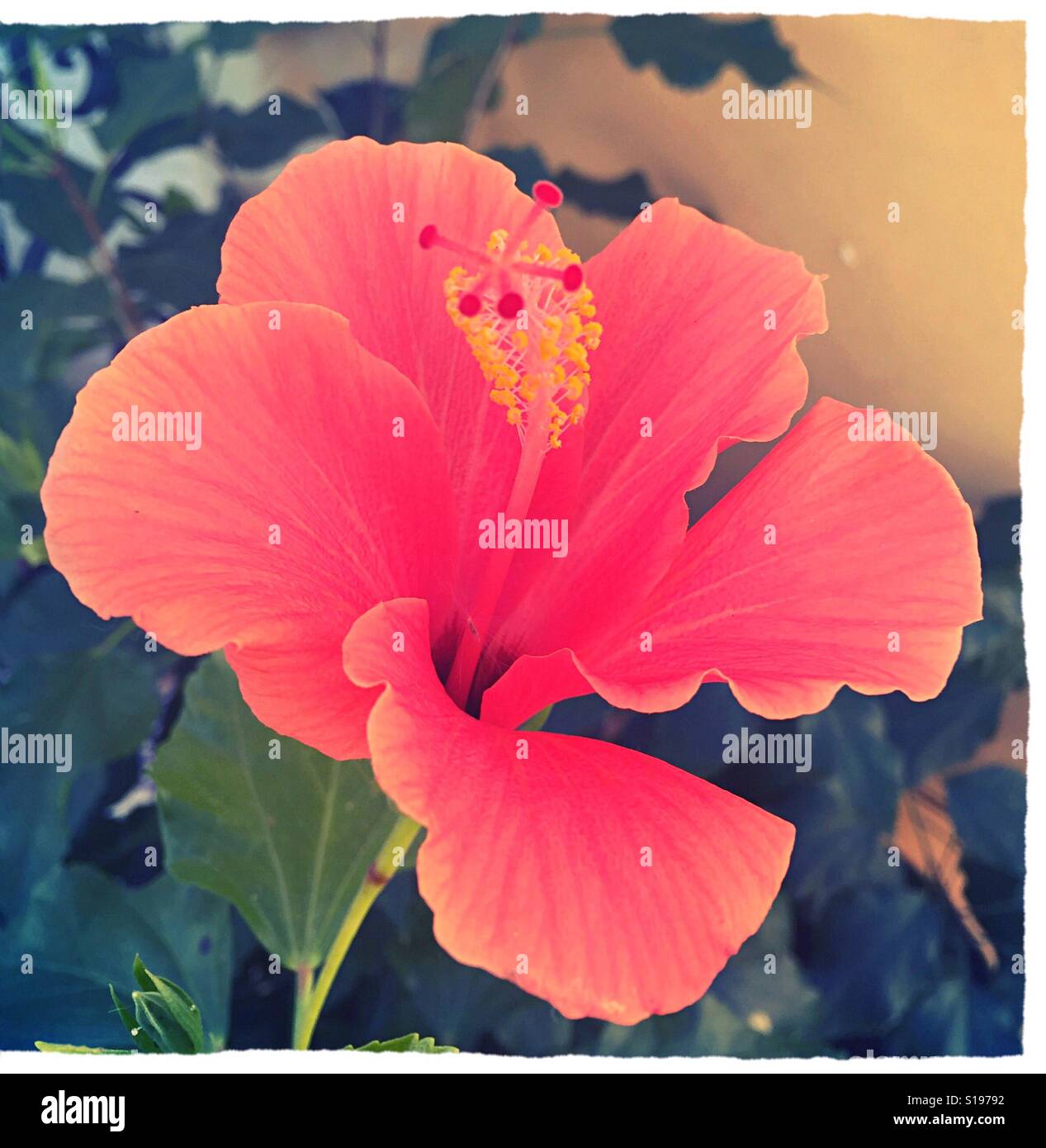 Piuttosto, rosa fiori di ibisco Foto Stock