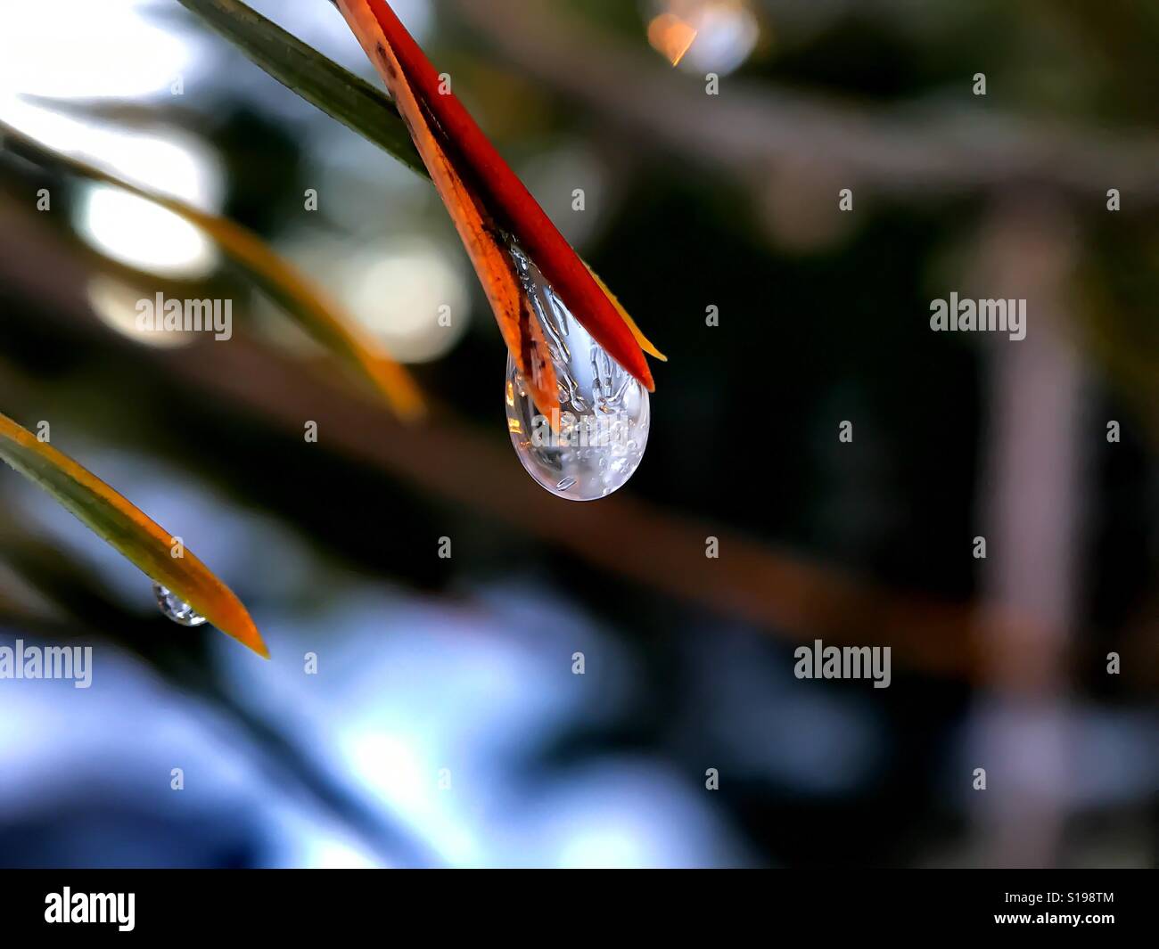Goccia di pioggia congelata Foto Stock