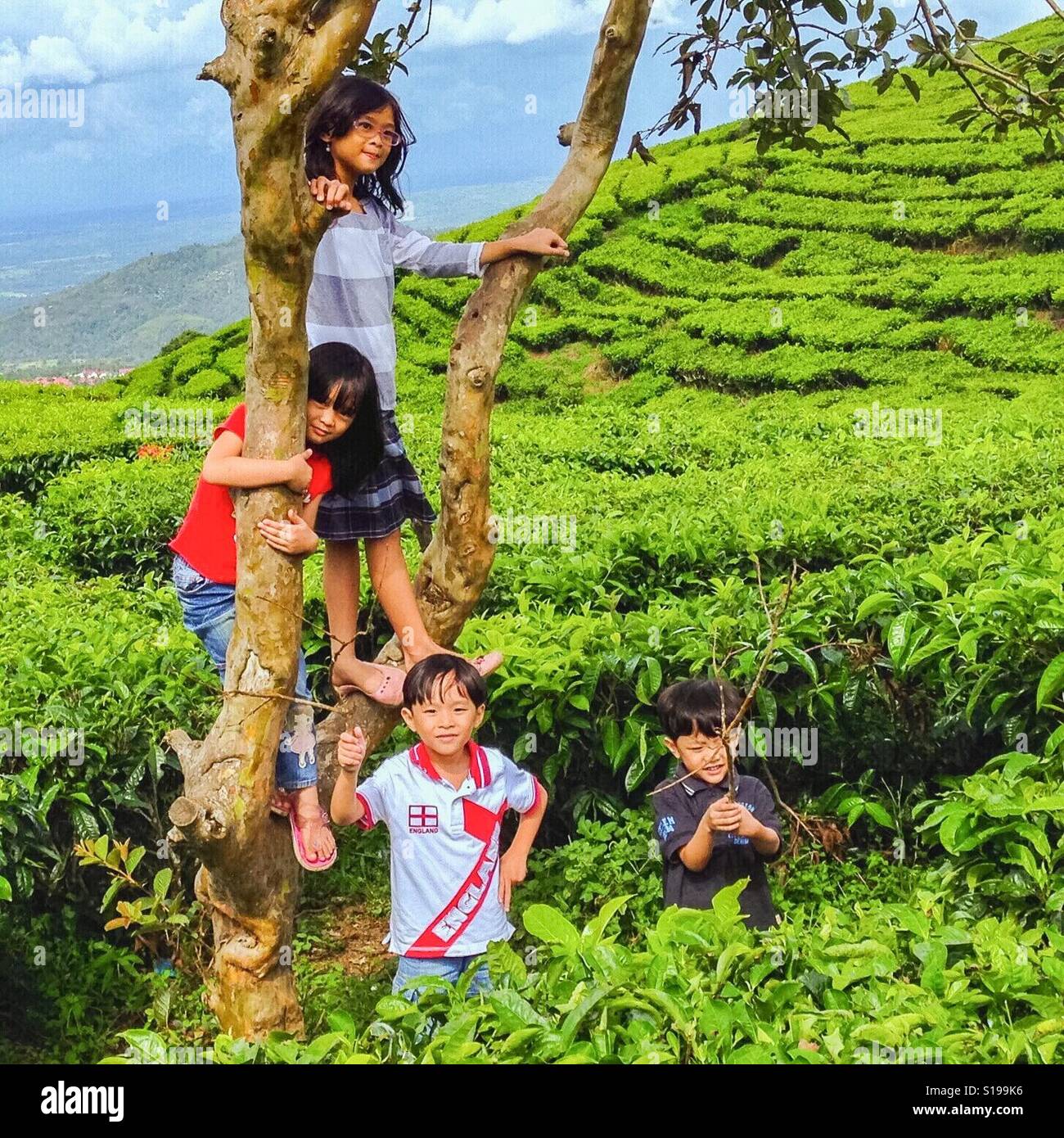 Bambini indonesiano giocando nel mezzo di piantagione di tè, vicino Dempo montagna, Pagar Alam, a sud di Sumatra, Indonesia Foto Stock