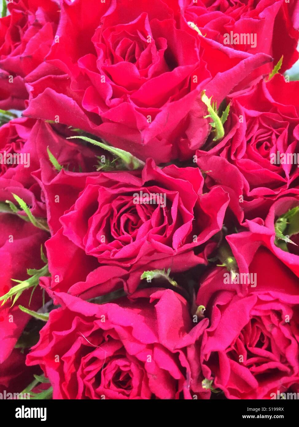Una vista in pianta di un mazzo di rose rosse. Il giorno di San Valentino si avvicina! Credito foto - © COLIN HOSKINS. - Immagine stock catturata con smartphone