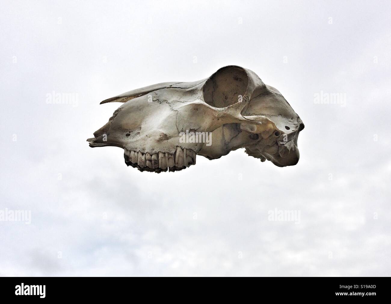 Cranio di pecora tra le nuvole Foto Stock
