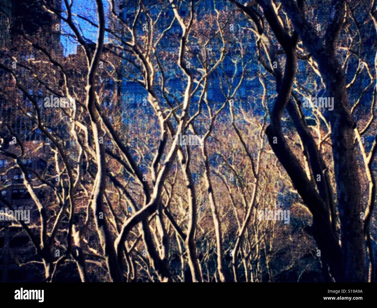 Sterili i rami degli alberi in contesto urbano durante l'inverno, NYC, STATI UNITI D'AMERICA - Immagine stock catturata con smartphone