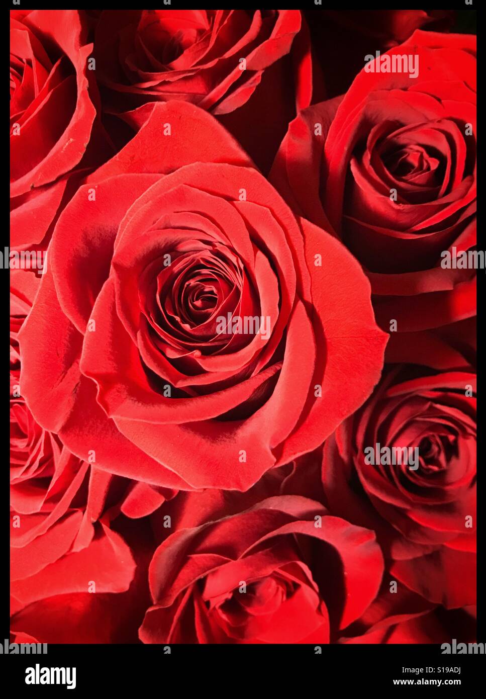 Rose rosse Foto Stock