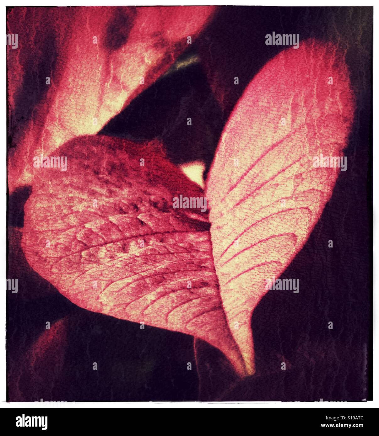 A forma di cuore leaf Foto Stock