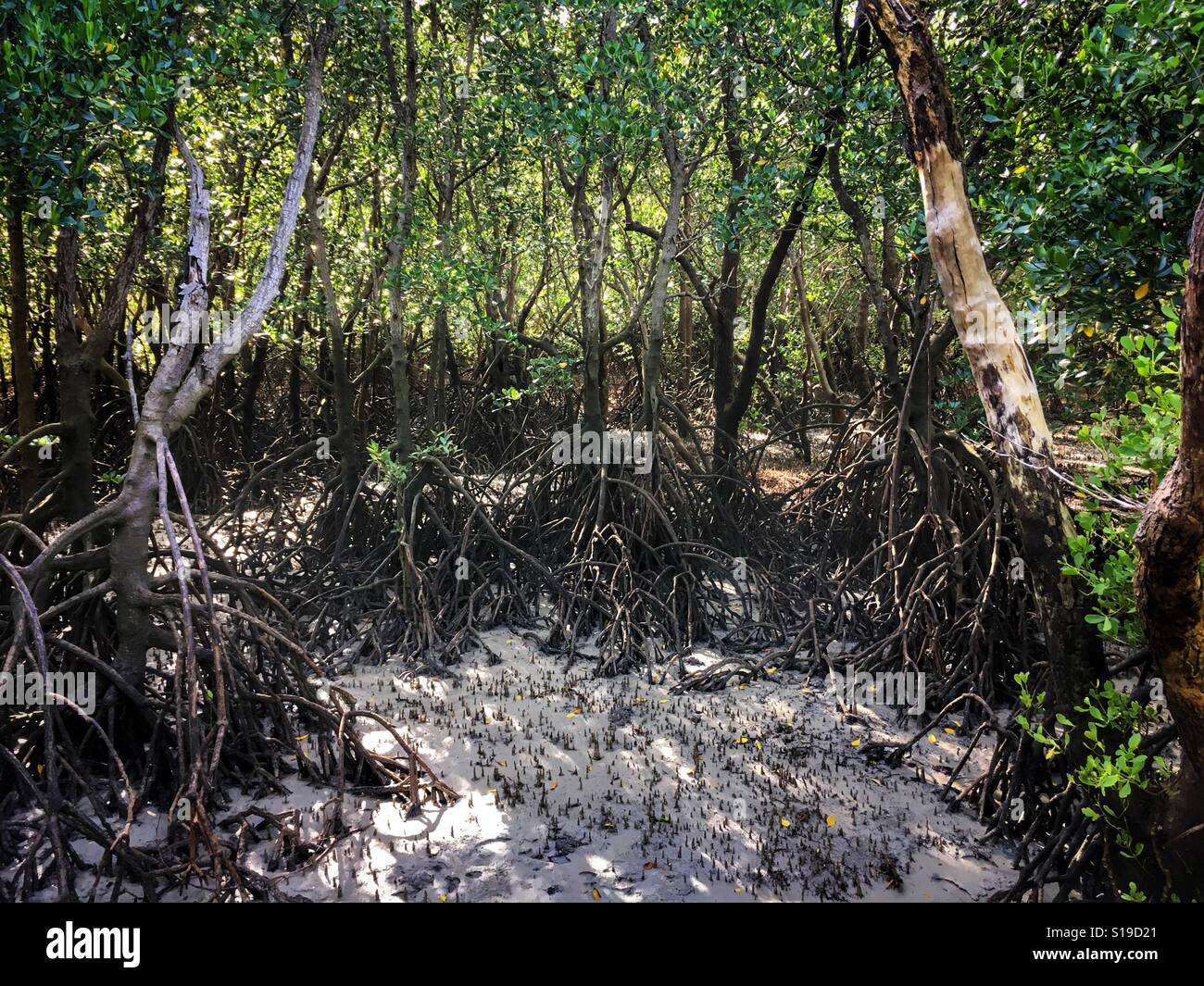 Mangrovie tropicali a bassa marea vicino a Darwin Territorio del Nord, l'Australia. Foto Stock