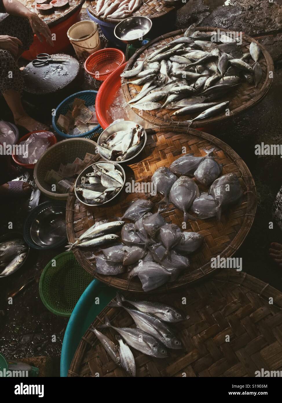 Varietà di pesce fresco. - Immagine stock catturata con smartphone
