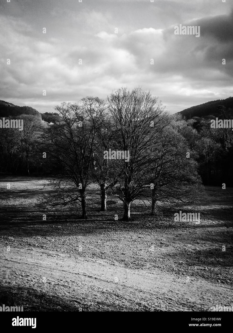 Inverno alberi in bianco e nero in Cromford Derbyshire Peak District UK - Immagine stock catturata con smartphone
