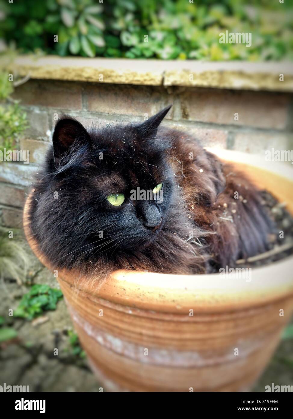 Gatto in un pot. Foto Stock