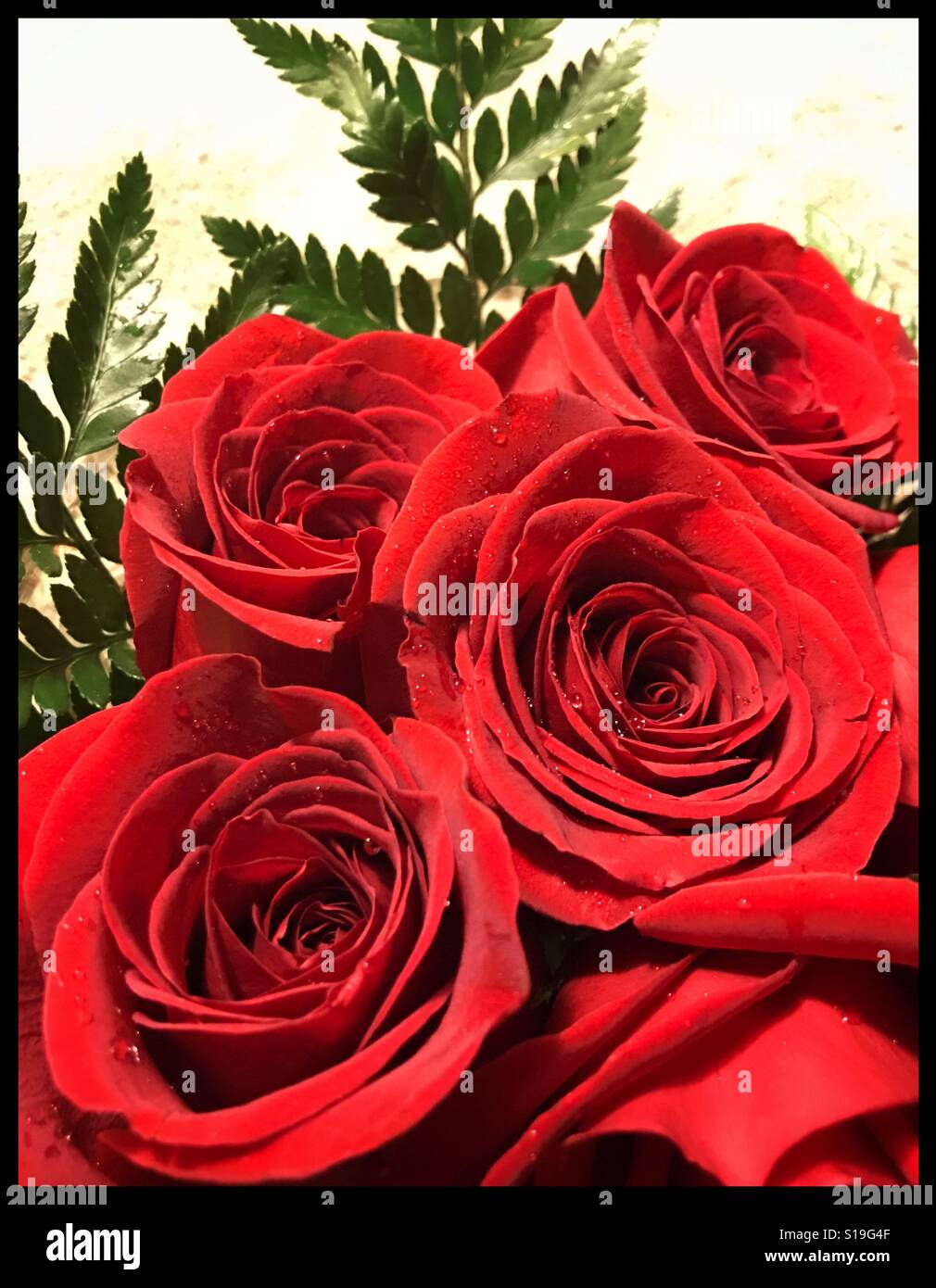 Rosso vivace bouquet di rose in dettaglio Foto Stock