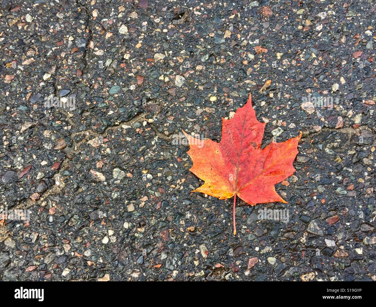 Una singola foglia sul marciapiede in autunno. Foto Stock