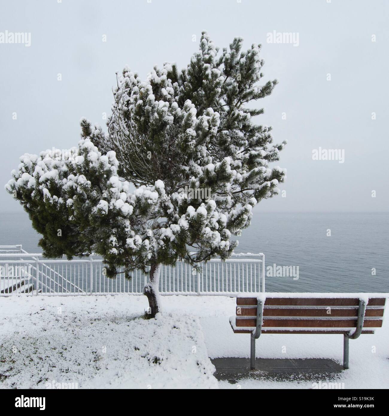 Coperte di neve ad albero e una panchina nel parco. Alki Beach, Seattle, Febbraio Foto Stock