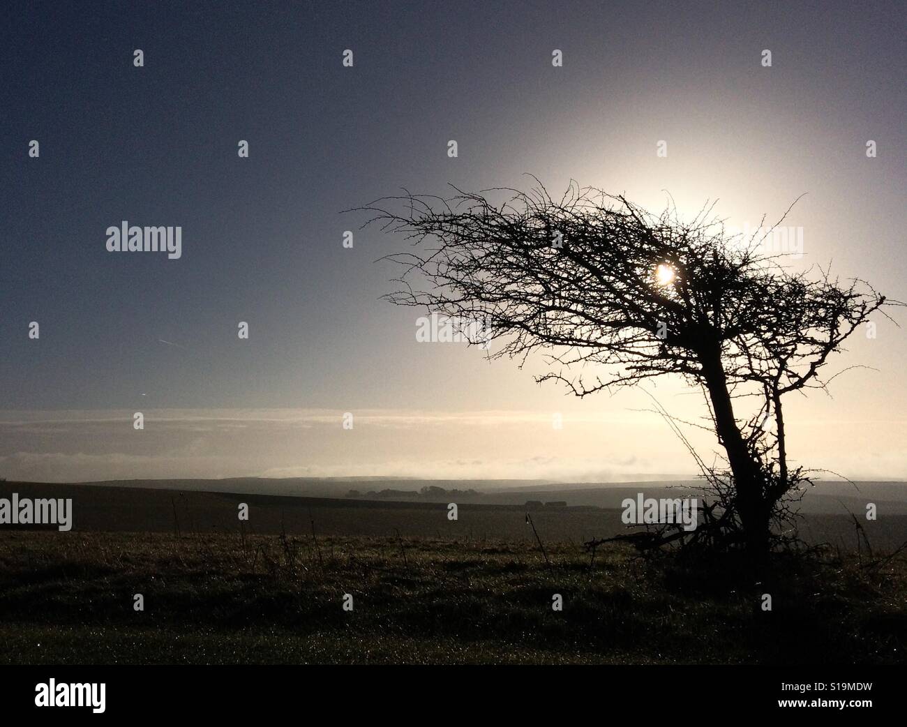 Nodose e ventoso tree sul South Downs in East Sussex Foto Stock