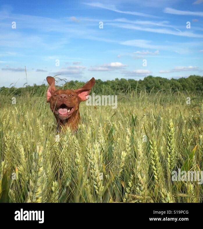 Happy dog nel campo Foto Stock