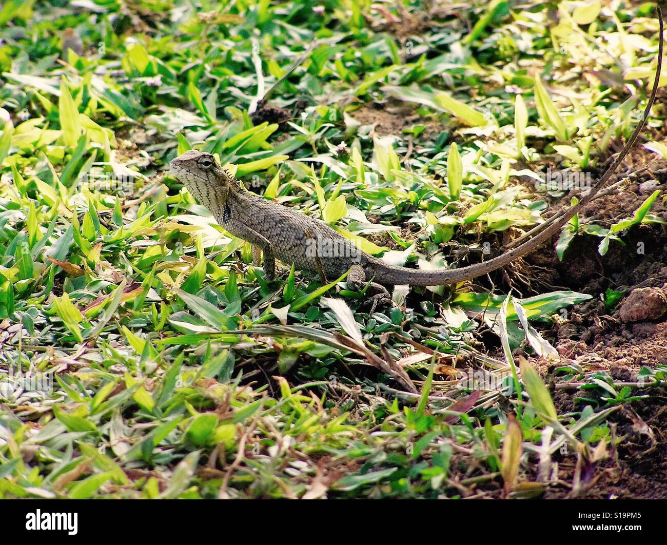 Carino cercando lizard guardando la telecamera Foto Stock