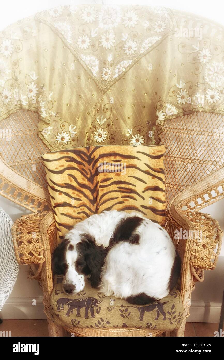 Questa è la mia sedia. Un bianco e nero cocker spaniel seduti in un pavone sedia in vimini - Immagine stock catturata con smartphone