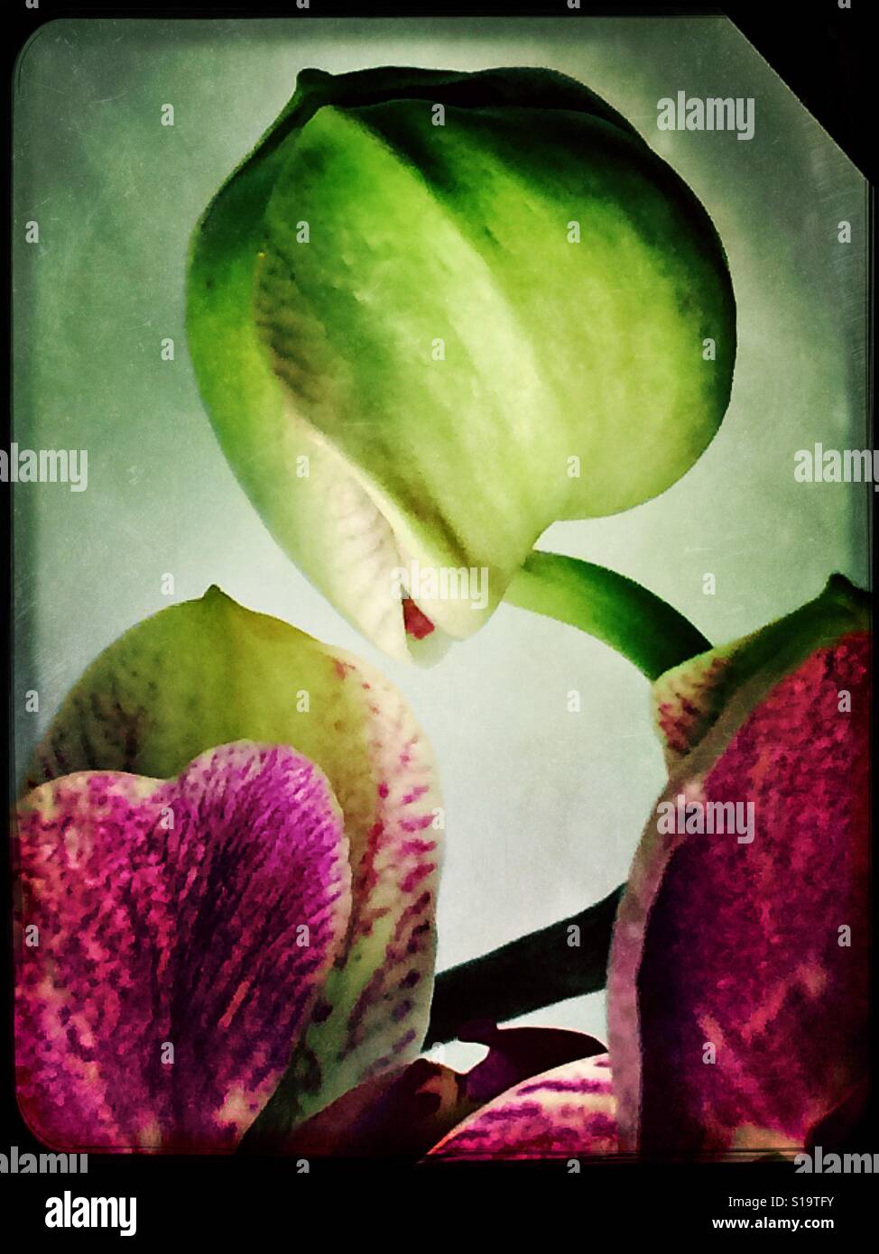 Pink orchid e bud su uno stelo Foto Stock