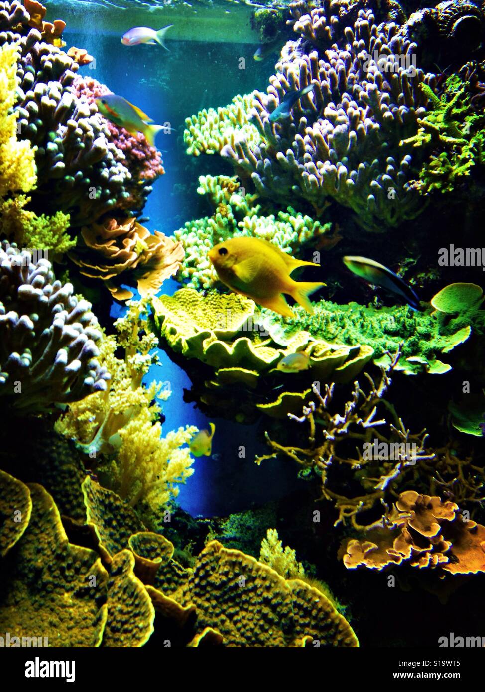 Pesci e coralli in un acquario Foto Stock
