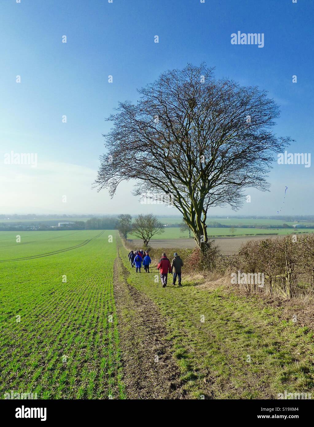 Escursionisti a piedi in un campo vicino a Cheddington Foto Stock