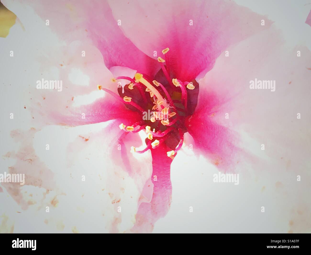 Mandorlo in fiore - Immagine stock catturata con smartphone