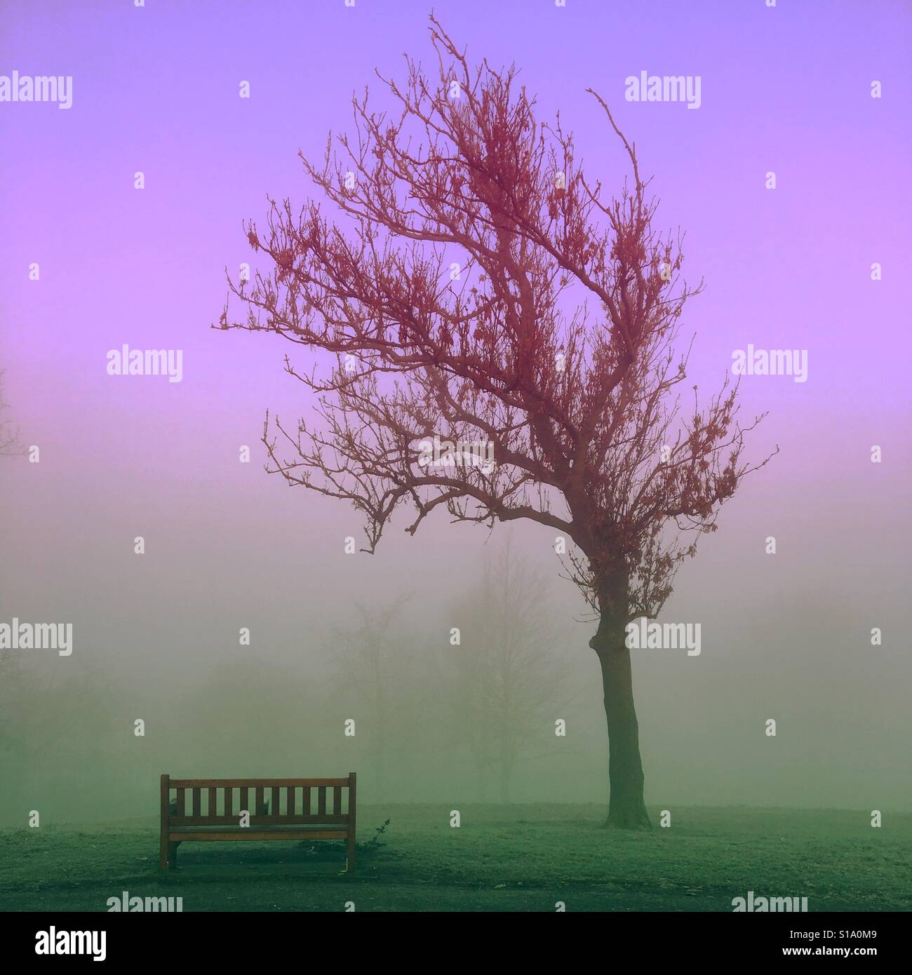 Struttura ad albero singolo e un banco in una nebbiosa mattina in Roundwood Park Foto Stock