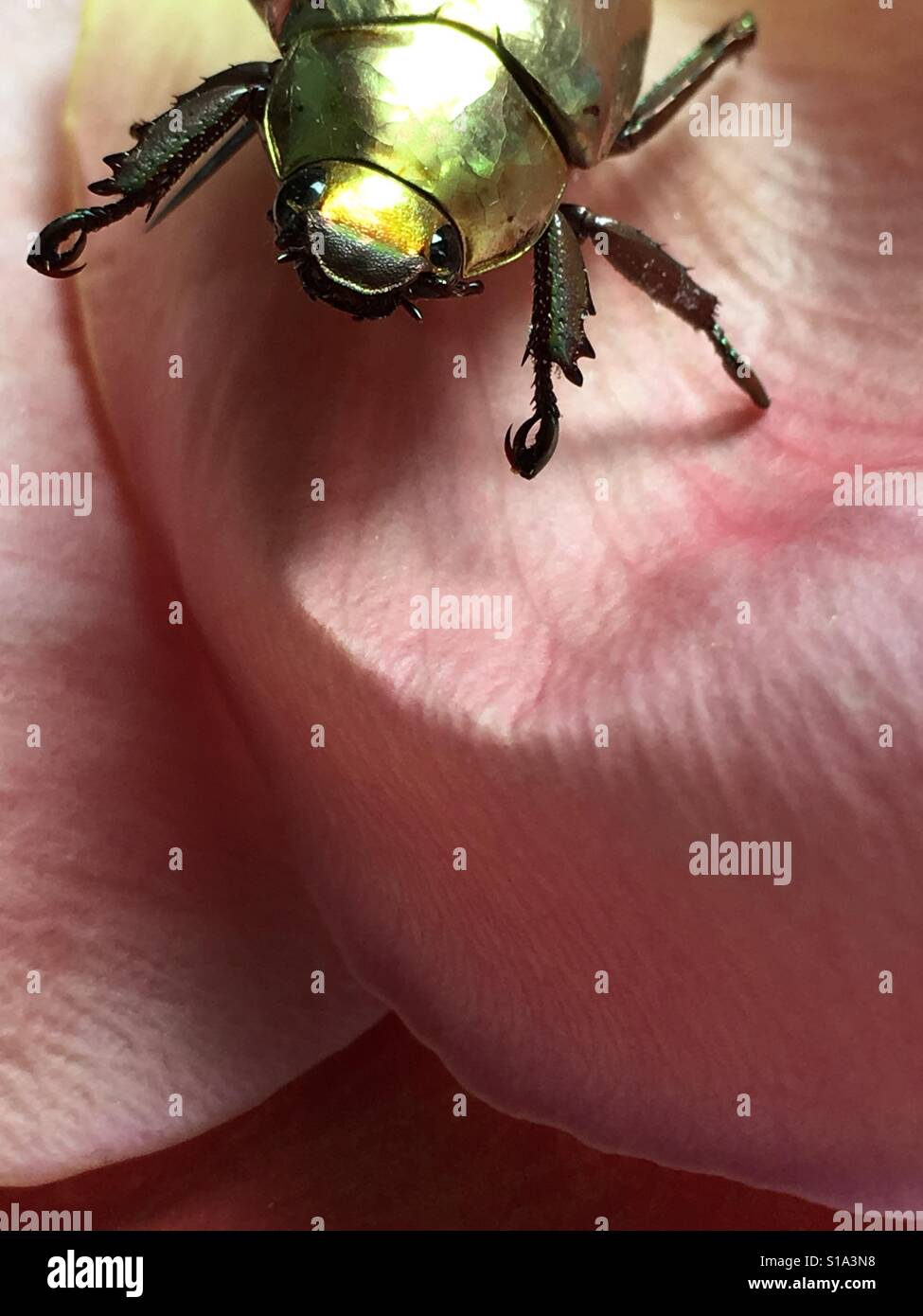 Scarabeo dello Scarab Foto Stock