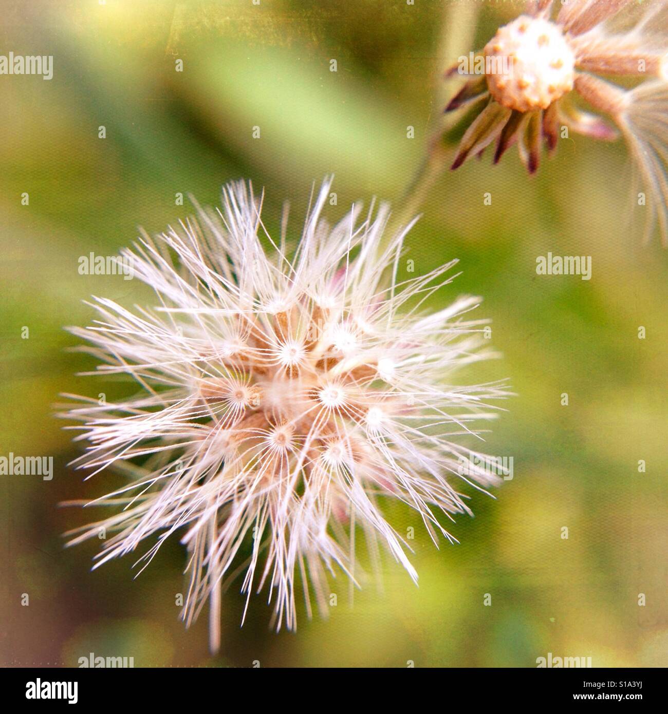 Esprimi un desiderio. Foto Stock