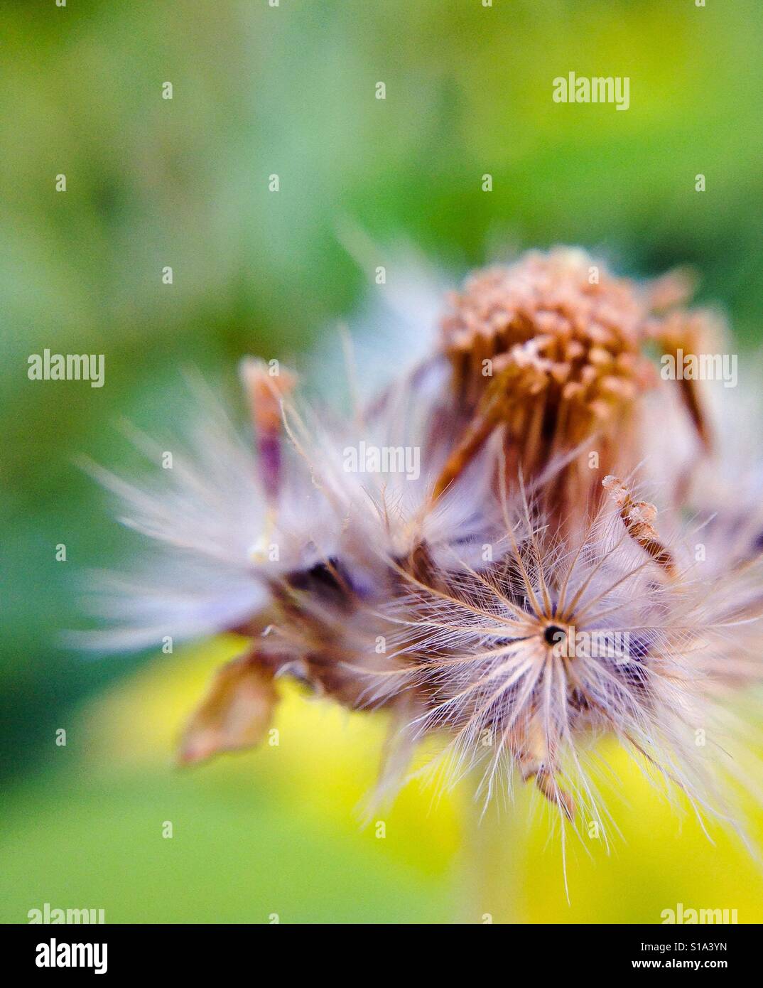 Desiderio di viola. Foto Stock