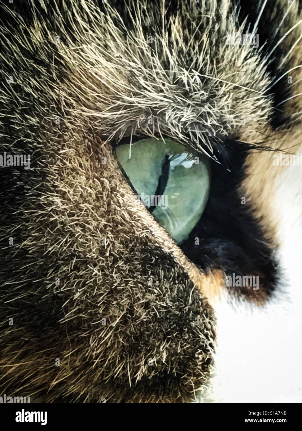 Occhi di gatto in profilo - Immagine stock catturata con smartphone