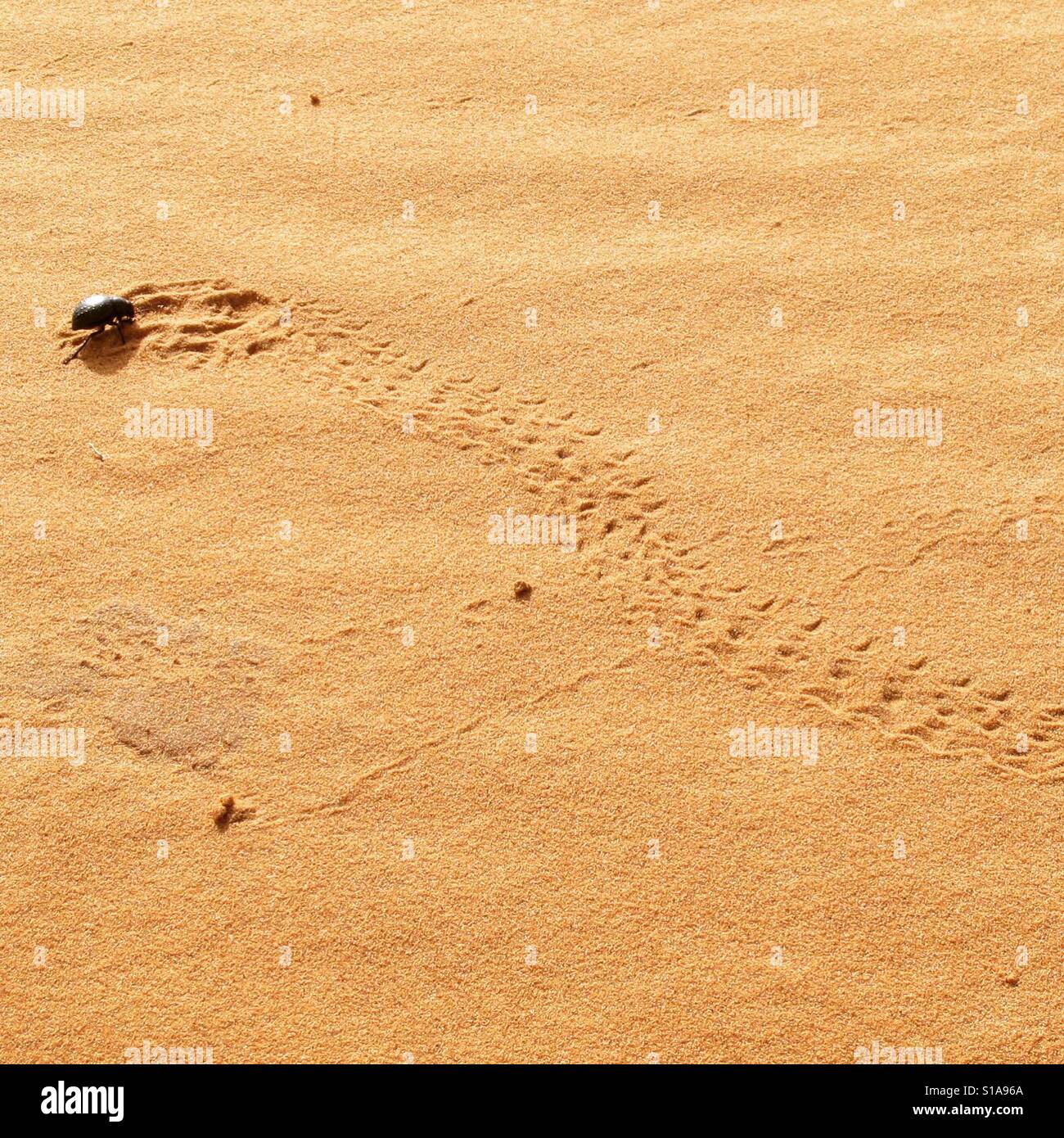 Scarabeo scarabeo rendendo le vie per il Sahara occidentale Foto Stock