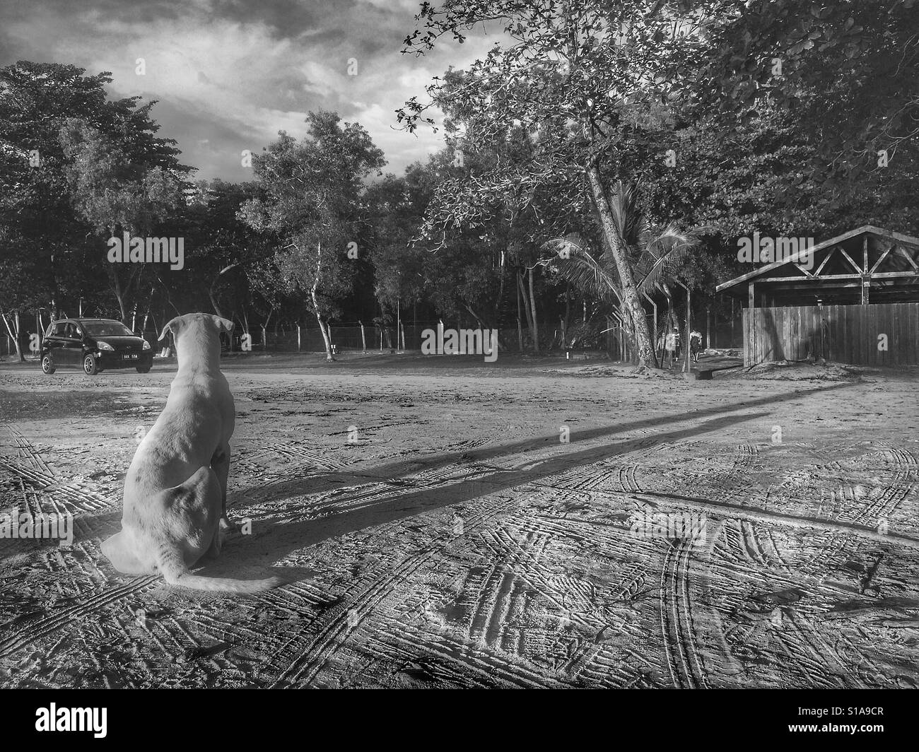 Un dog sitter in spiaggia Foto Stock