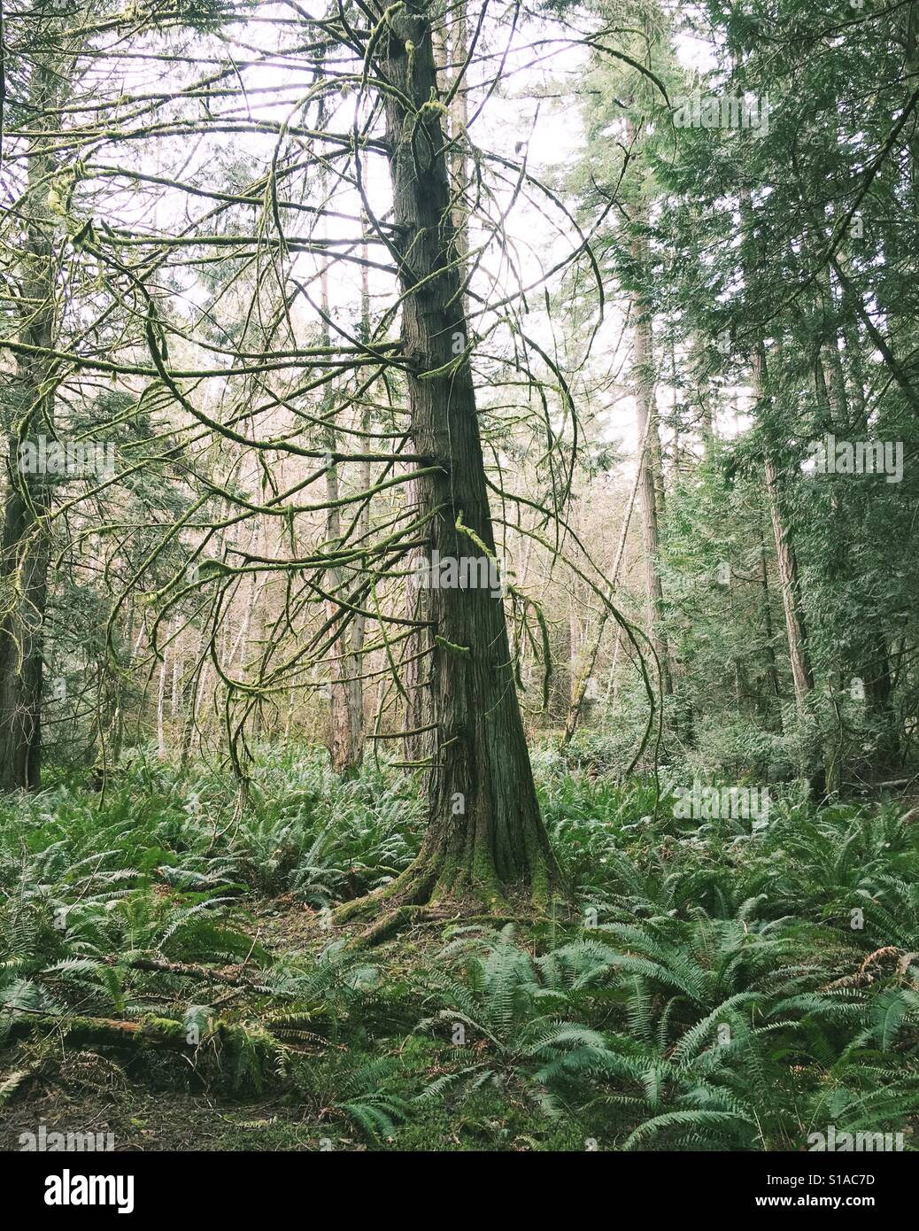 Albero di cedro nel Nordovest del Pacifico Canadian Forest circondato dalla spada di felci Foto Stock