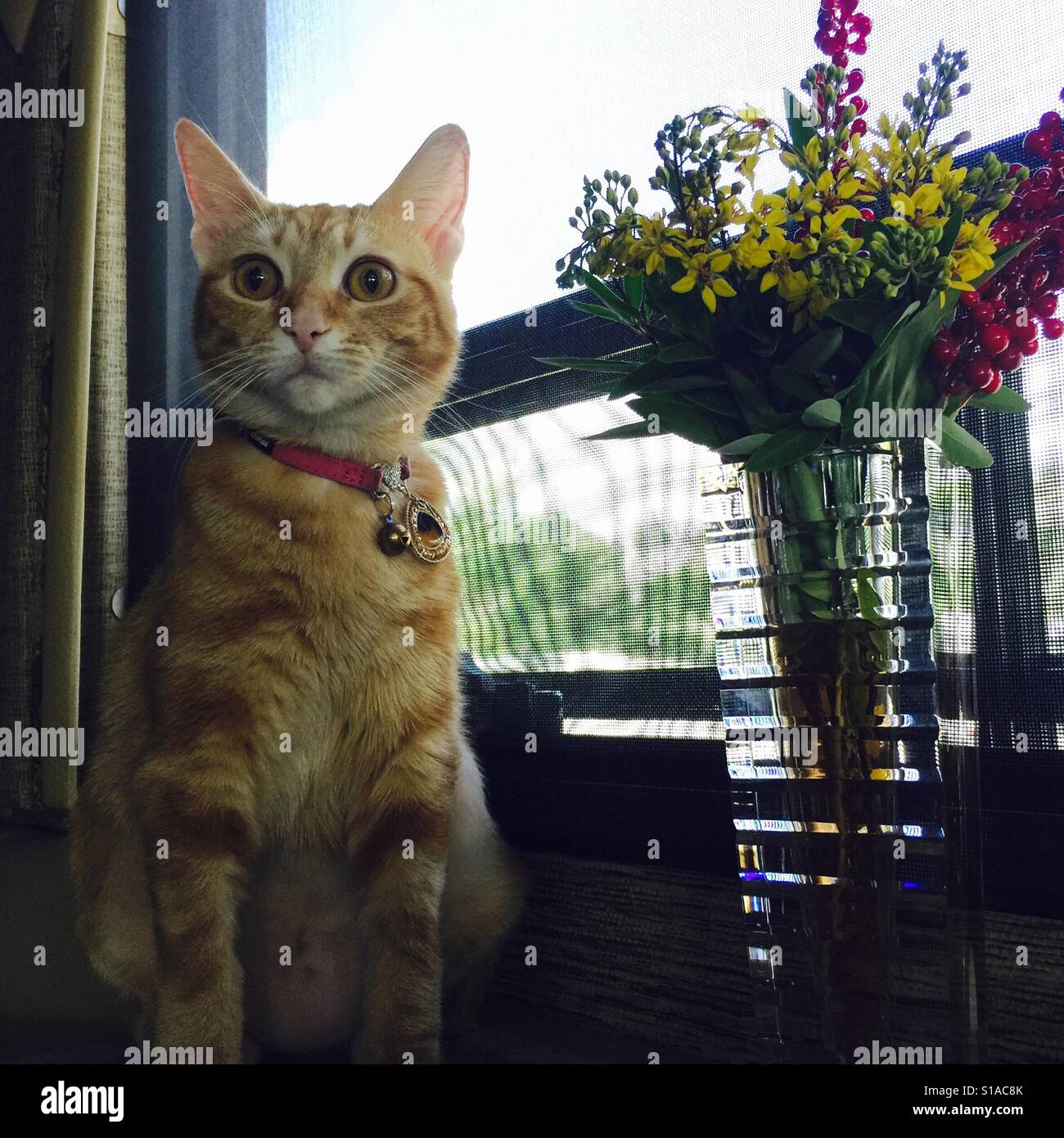 Ritratto di cat. Il mio gatto DiDi è un personaggio, ella è piena di vita Foto Stock