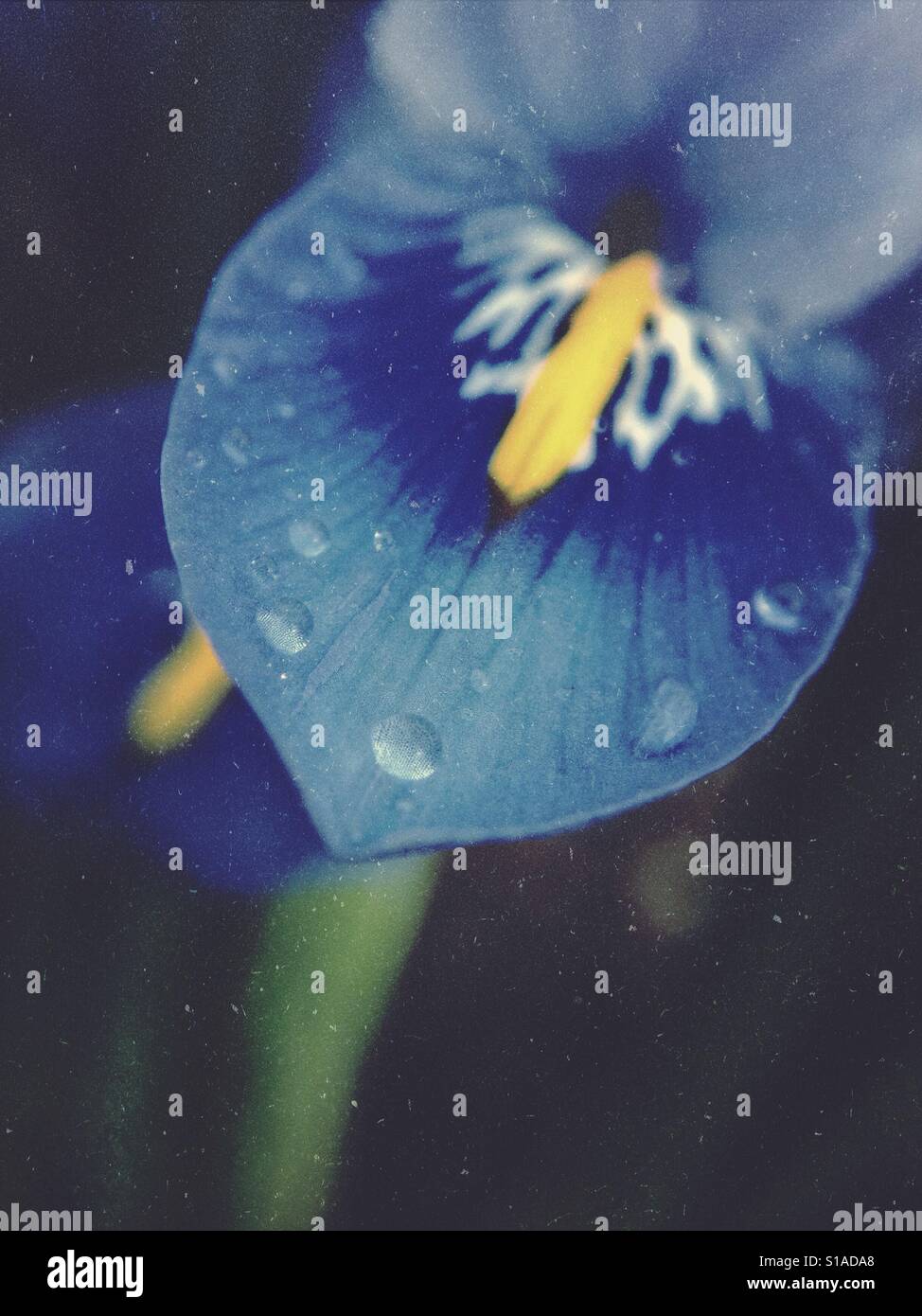 Fiore di Iris - Immagine stock catturata con smartphone
