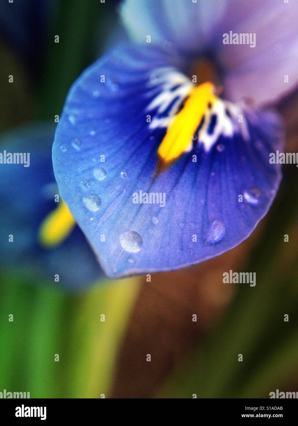 Fiore di Iris - Immagine stock catturata con smartphone