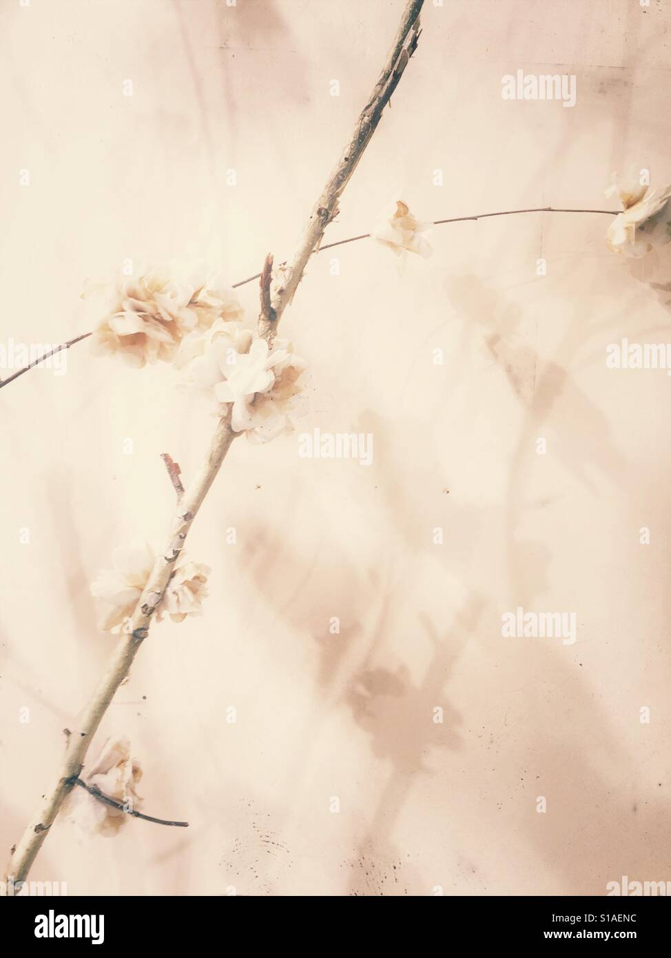 Fragili fiori su un ramo che gettano ombre sulla parete - Immagine stock catturata con smartphone