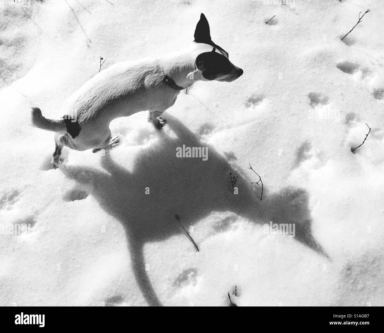 Cane in piedi nella neve su una soleggiata giornata invernale. La sua ombra appare come un gatto. In bianco e nero. - Immagine stock catturata con smartphone