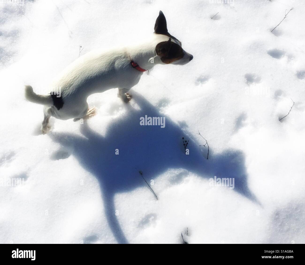 Cane a camminare nella neve su una soleggiata giornata invernale. - Immagine stock catturata con smartphone