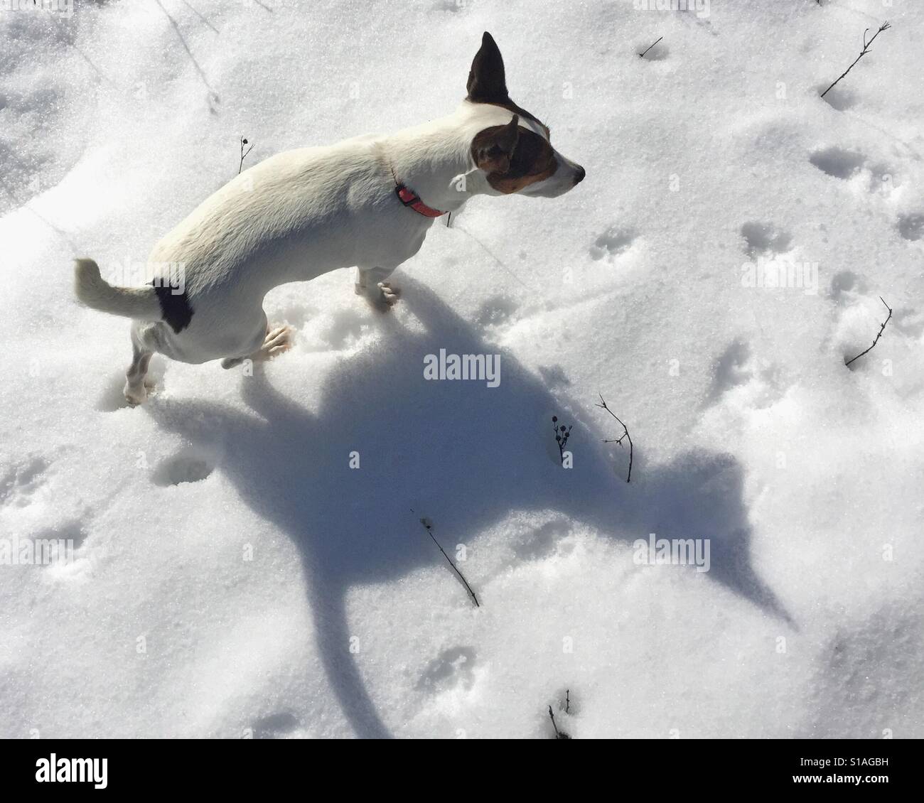 Cane a camminare nella neve in una giornata di sole proiettando un gatto ombra sagomata. - Immagine stock catturata con smartphone