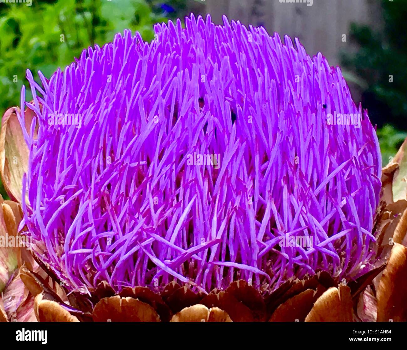 Carciofi in fiore - Immagine stock catturata con smartphone