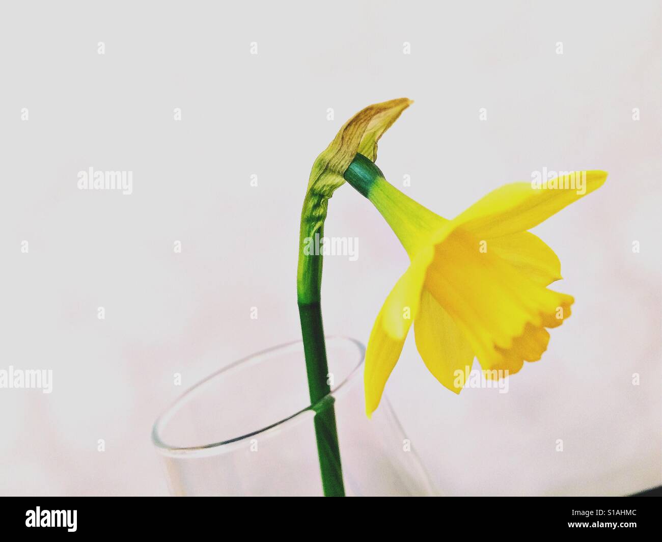 Tiny narciso, primo segno di primavera Foto Stock