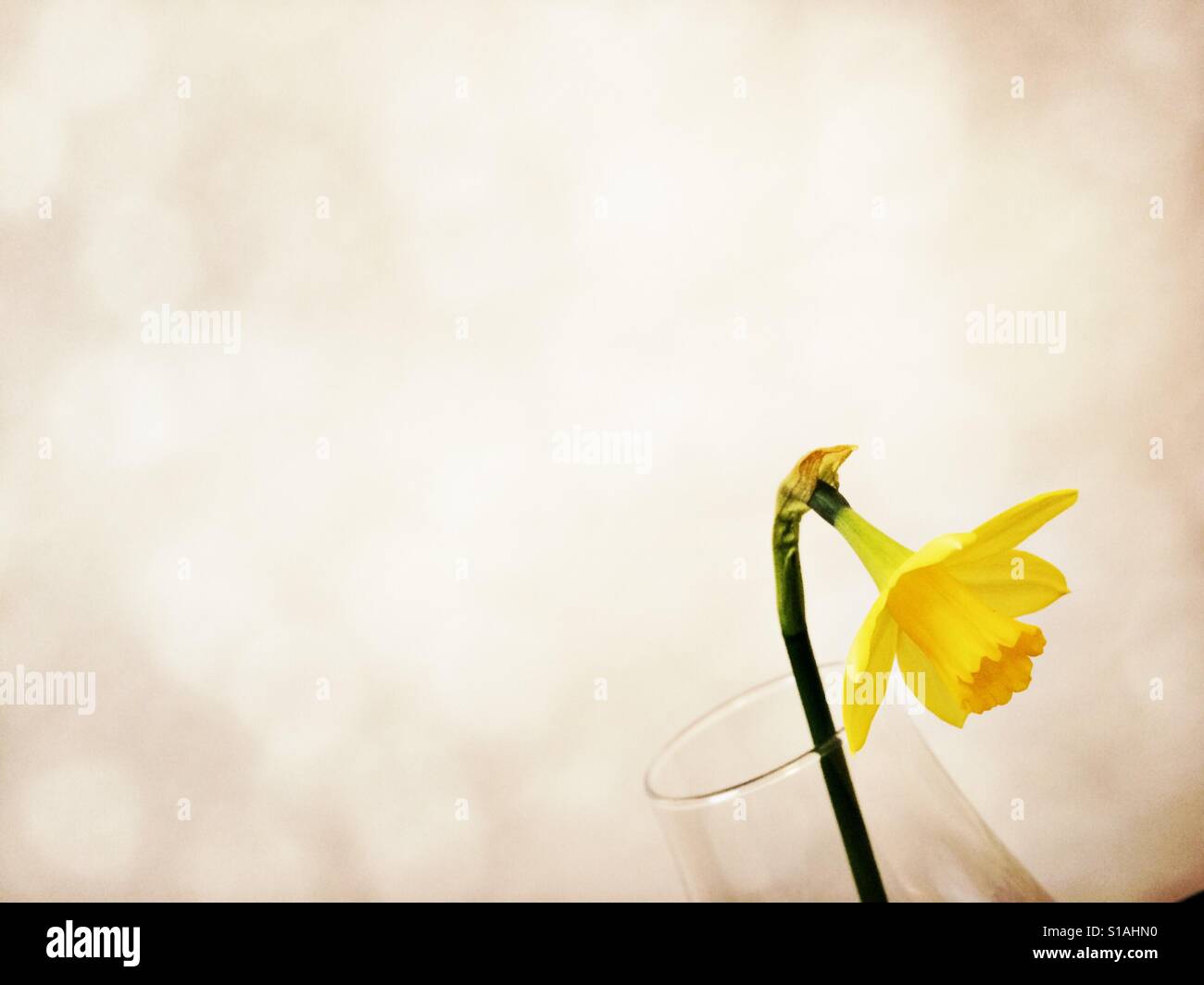 Tiny narciso, primo segno di primavera Foto Stock