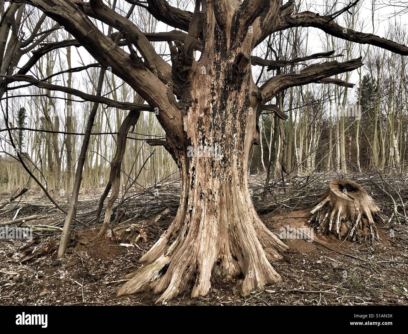 Dead Oak tree UK Foto Stock