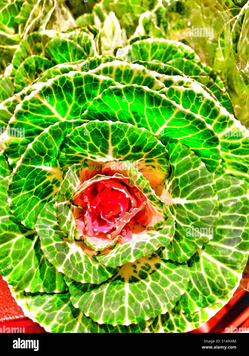Fiore di Kale Foto Stock