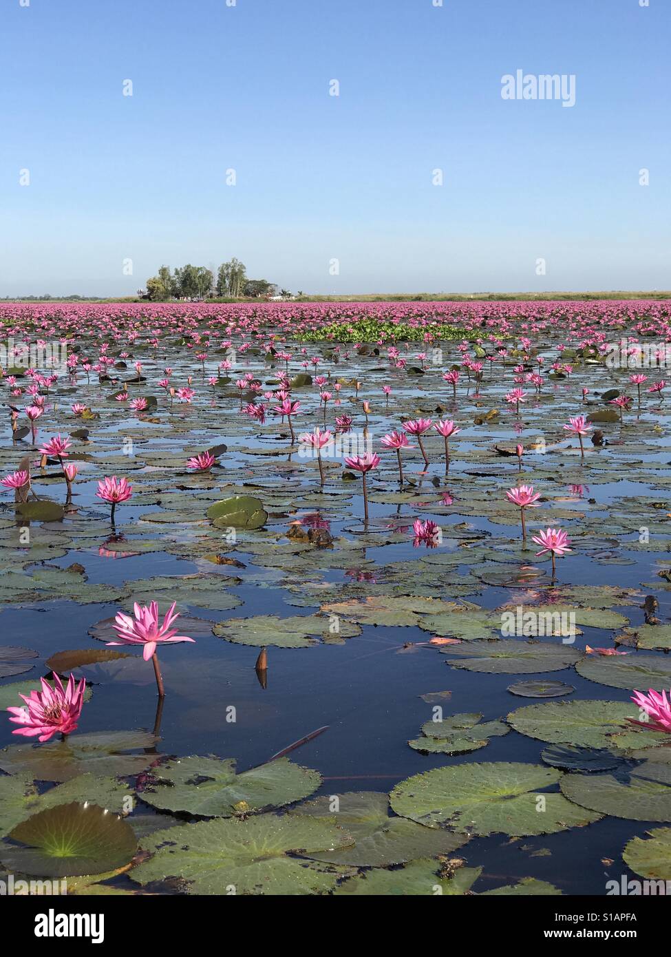 Red Lotus mare di Udon Thani Foto Stock